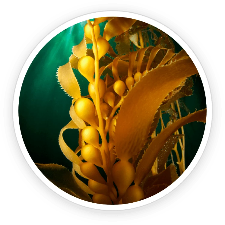 Organic Kelp Powder